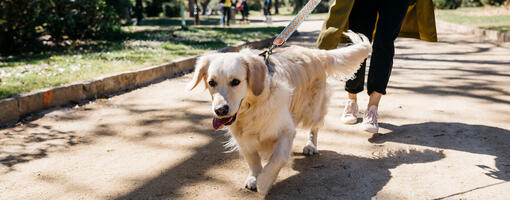 Woman walking dog Hero