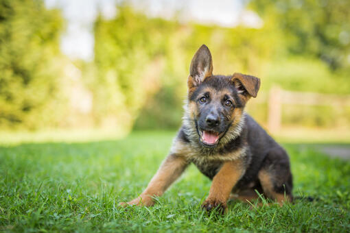 puppy sitting on grass