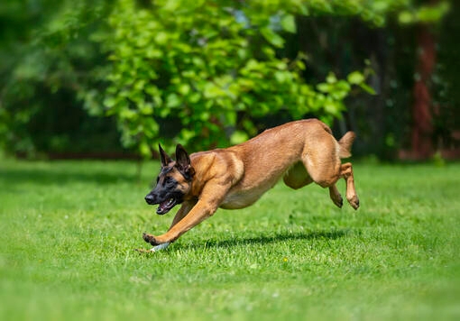 Belgian Shepherd running on grass 