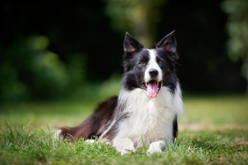 Border Collie laying in grass 