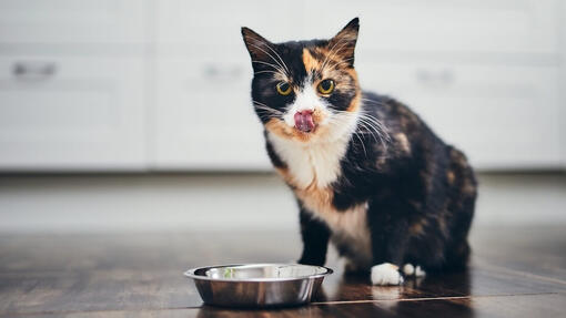 Cat eating