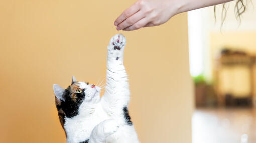 Cat reaching for food