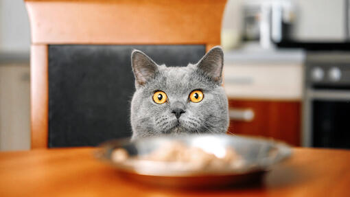 Cat looking at food