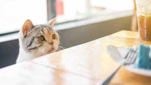Cat looking at table