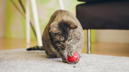 Call playing with a ball 