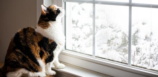 Cat sitting in window 