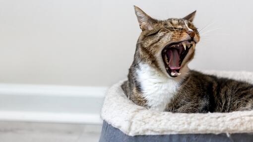 Cat yawning in bed 