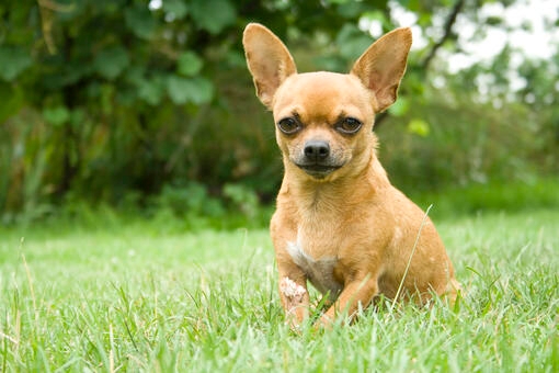 Chihuahua in a park 