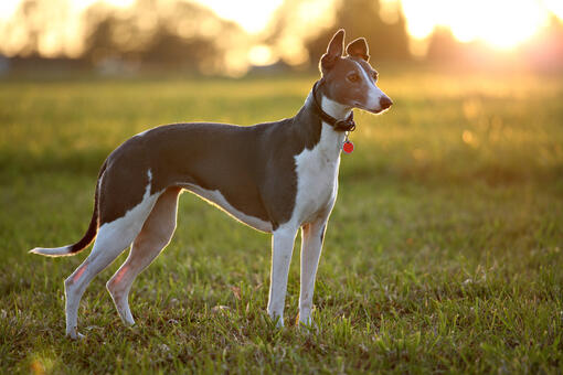 Greyhound standing in a field 