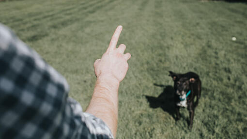 Man teaching a dog to sit