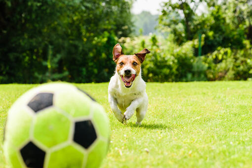 Terrier running with a ball