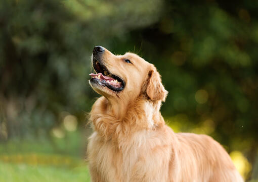 Retriever outside 