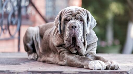 Blue Neapolitan Mastiff laying down 