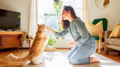 Owner playing with ginger cat 