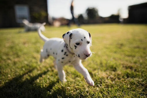 Puppy running in garden 