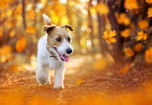 Puppy outside in autumn