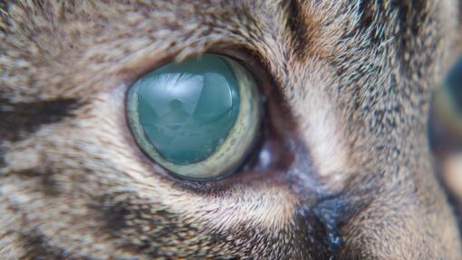 Close up of cat with glaucoma 