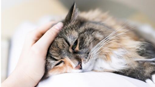 Owner petting their cats head 