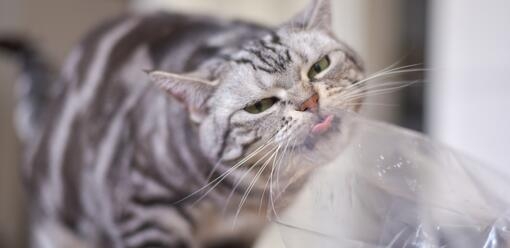 cat licking plastic 