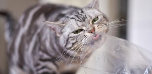 cat licking plastic 