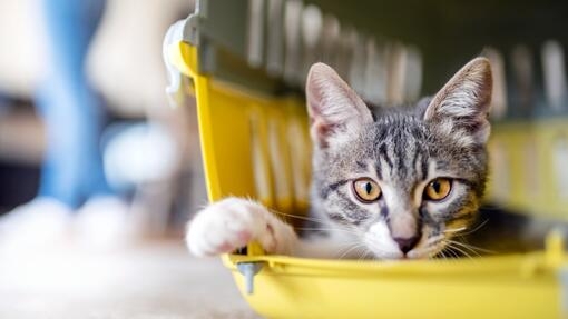 Grey cat lying in a cat carrier 