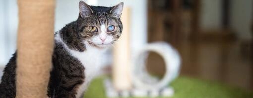 Cat sitting by scratch pole