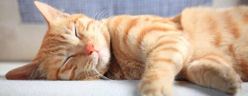 cute ginger cat sleeping on sofa