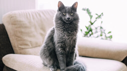 Big cat sitting on a couch