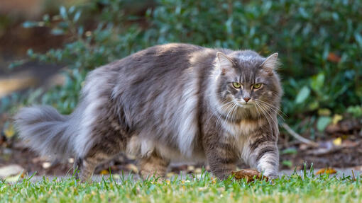 Big cat in a garden