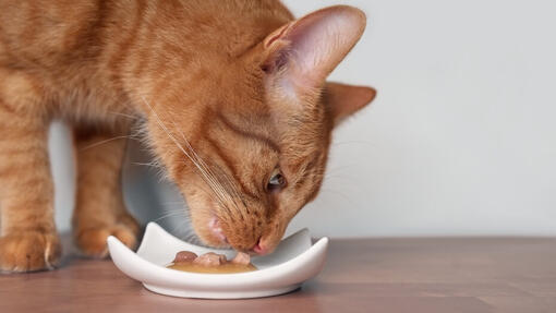 Cat eating 1