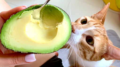 Discount is avocado safe for cats to eat Shop