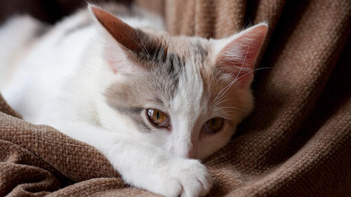 Cat laying on a couch