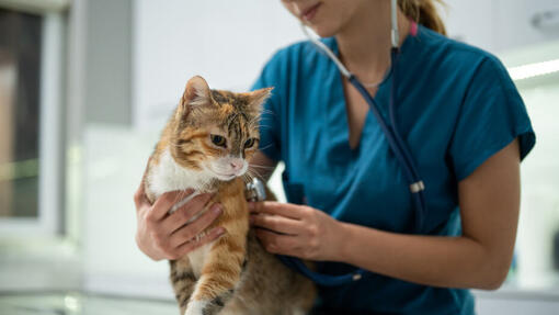 Cat at the vet