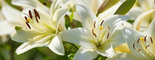 are lilies poisonous to dogs