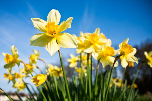 Are daffodils poisonous to cats