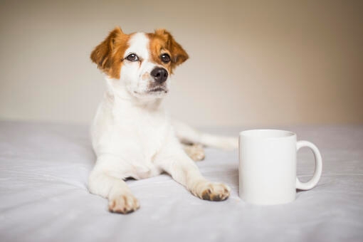 dog sitting on bed next to mug