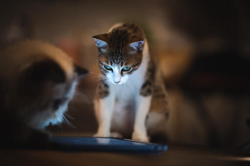 cat looking at ipad screen