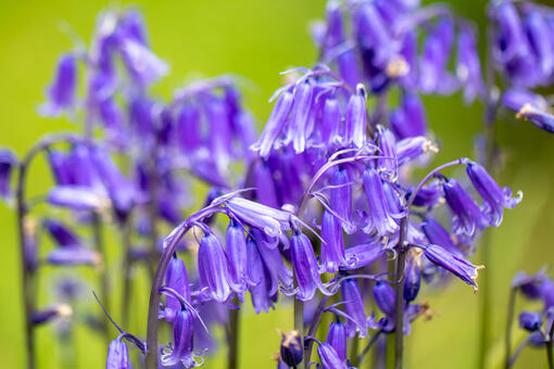 Are bluebells poisonous to dogs