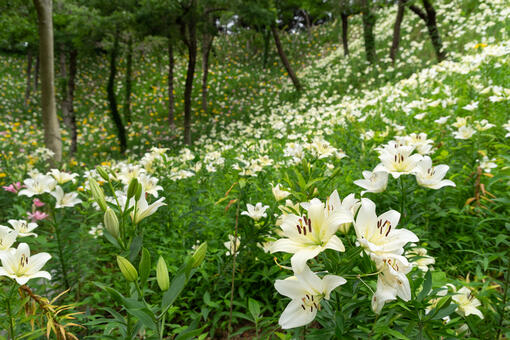 are lilies poisonous for dogs