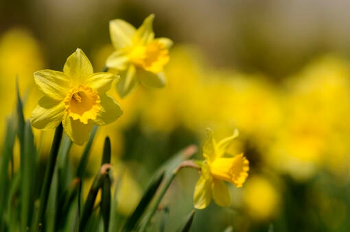 are daffodils poisonous to dogs