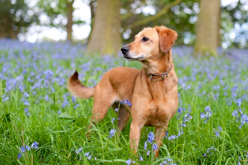 Dog in bluebells field