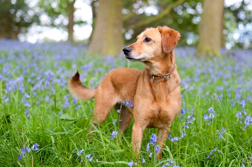 Dog in bluebells field