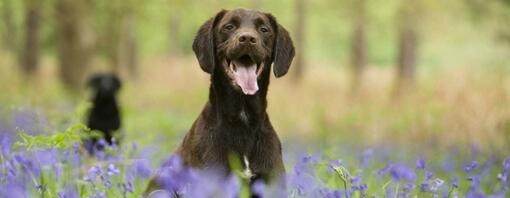 Labrador sitting in bluebells