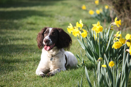 dog sitting by daffodils