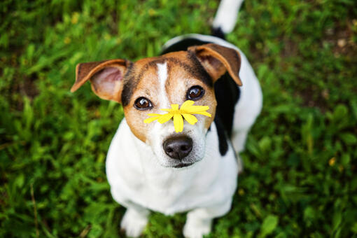 dog with flower on its face