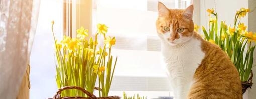 are-daffodils_poisonous_to_cats