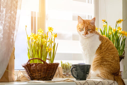 are daffodils poisonous to cats