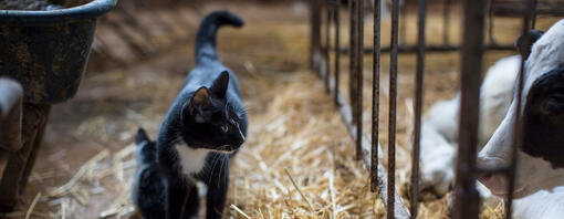 Cat looking at a cow - Hero