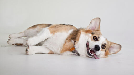 Corgi dog laying down