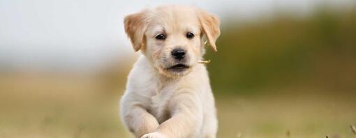 Labrador puppy running through a field 